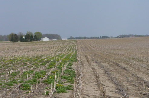 Fall burnout done to half the field.