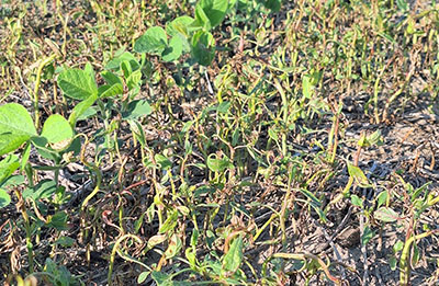 Weeds in a field